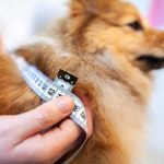 狗狗得了糖尿病就只能吃處方飼料嗎？