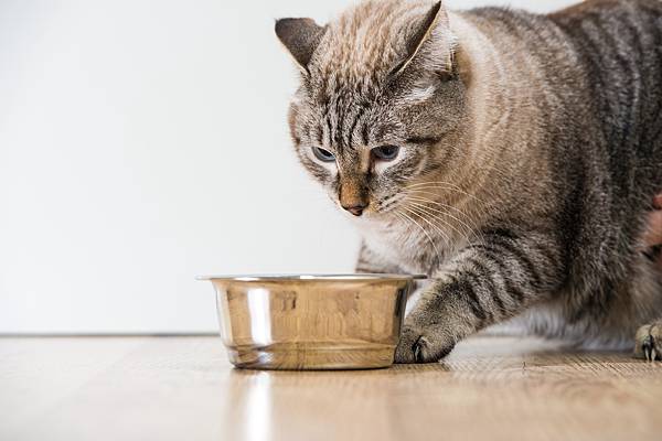 了解貓咪的生理構造、生活習性，挑選適合的食物｜楊孝柏 專業獸醫-2