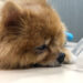 犬貓絕育手術後健康照護須知
