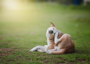 狗狗皮膚病怎麼辦？夏天狗狗皮膚病問題，獸醫師帶你認識 | 宋子揚 專業獸醫