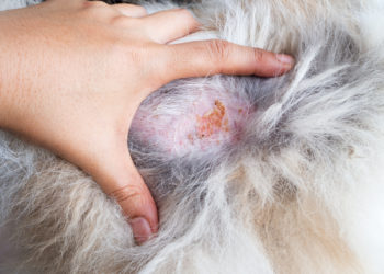 狗狗皮膚病吃什麼？利用精準的營養管理，幫助調理過敏問題 | 楊孝柏 專業獸醫