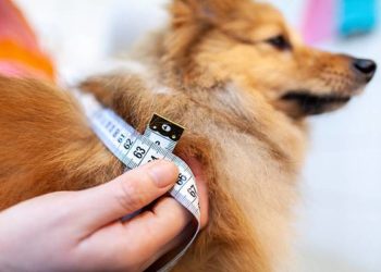 狗狗得了糖尿病就只能吃處方飼料嗎？