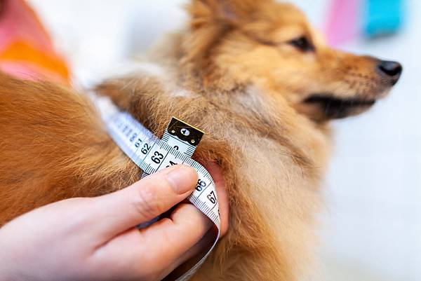 狗狗得了糖尿病就只能吃處方飼料嗎？