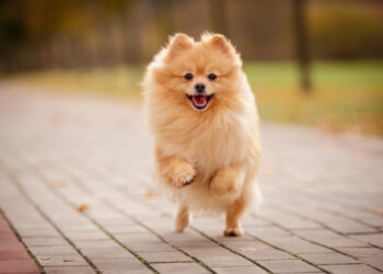 犬下泌尿道健康照護須知