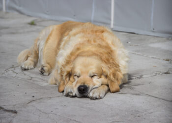 犬慢性腎臟病/早期腎臟病健康照護須知