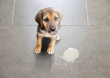 犬腸胃道疾病健康照護須知