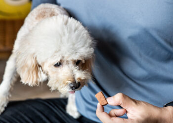 犬腫瘤健康照護須知