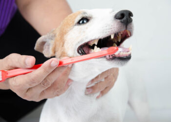 犬口腔疾病健康照護須知